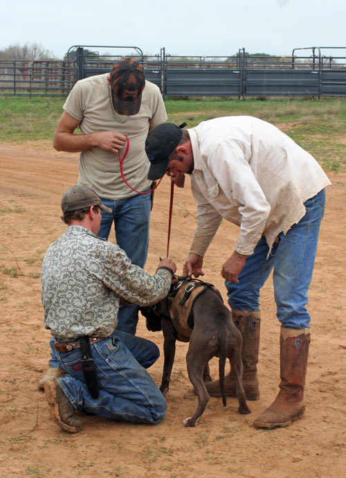 Hogstickers hunt, January, 2012 - image